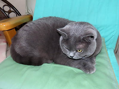 �肢�@���[���Ӓ�@�~�[�R