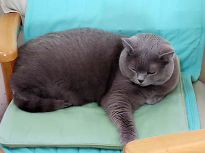 �肢�@���[���Ӓ�@�~�[�R