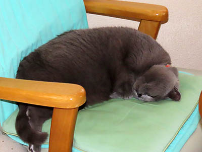 �肢�@���[���Ӓ�@�~�[�R