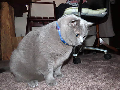 占い メール鑑定 ミーコ