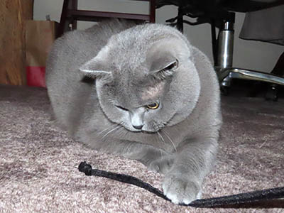 占い メール鑑定 ミーコ