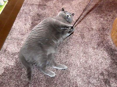 占い メール鑑定 ミーコ