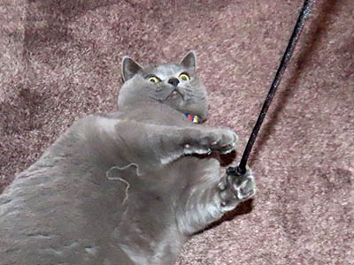 占い メール鑑定 ミーコ