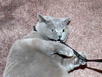 占い メール鑑定 ミーコ