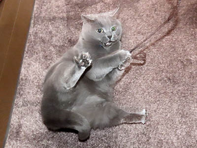 占い メール鑑定 ミーコ