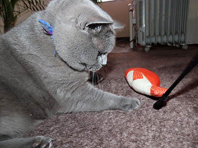 占い メール鑑定 ミーコ