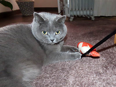 占い メール鑑定 ミーコ