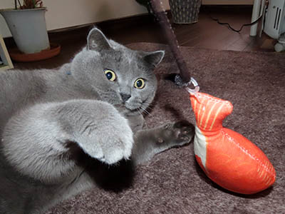 占い メール鑑定 ミーコ