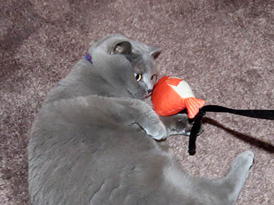 占い メール鑑定 ミーコ