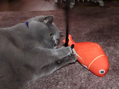 占い メール鑑定 ミーコ