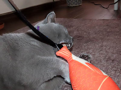 占い メール鑑定 ミーコ