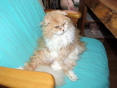 占い メール鑑定 ミーコ