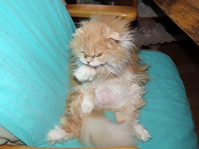 占い メール鑑定 ミーコ