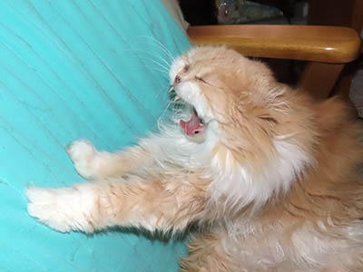 占い メール鑑定 ミーコ