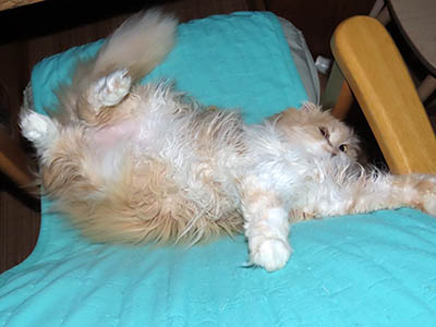 占い メール鑑定 ミーコ