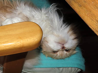 占い メール鑑定 ミーコ