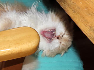 占い メール鑑定 ミーコ