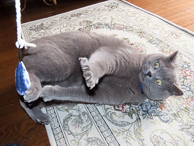 占い メール鑑定 ミーコ