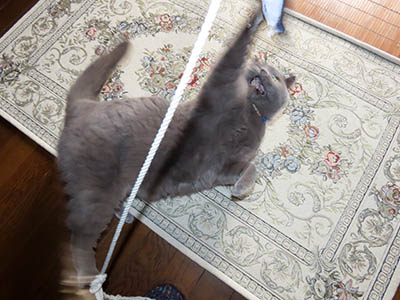 占い メール鑑定 ミーコ