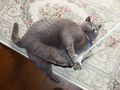 占い メール鑑定 ミーコ