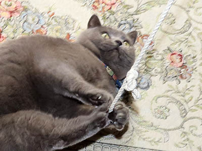 占い メール鑑定 ミーコ