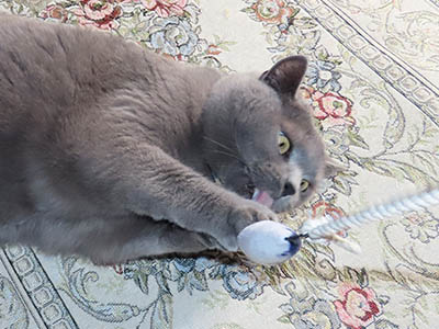 占い メール鑑定 ミーコ