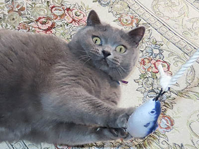 占い メール鑑定 ミーコ