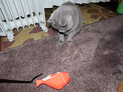 占い メール鑑定 ミーコ