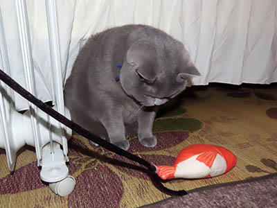 占い メール鑑定 ミーコ