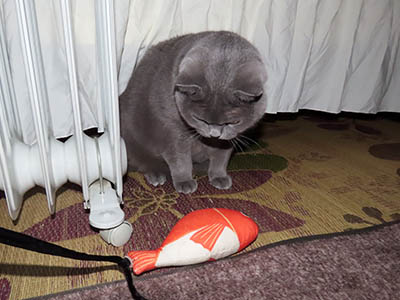 占い メール鑑定 ミーコ