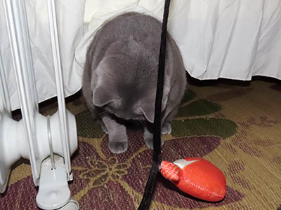 占い メール鑑定 ミーコ