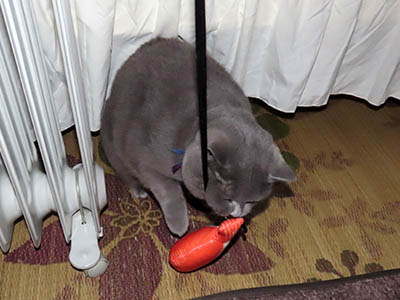 占い メール鑑定 ミーコ