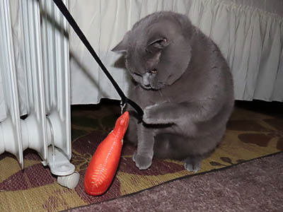 占い メール鑑定 ミーコ