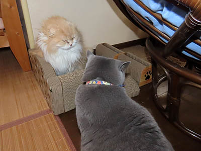 占い メール鑑定 ミーコ