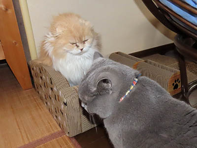 占い メール鑑定 ミーコ