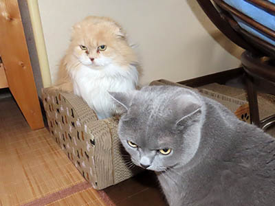 占い メール鑑定 ミーコ