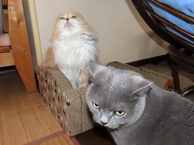 占い メール鑑定 ミーコ