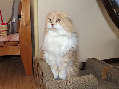 占い メール鑑定 ミーコ