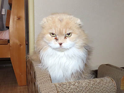 占い メール鑑定 ミーコ