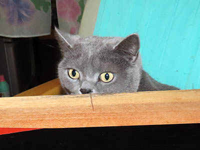 占い メール鑑定 ミーコ