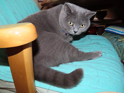 占い メール鑑定 ミーコ