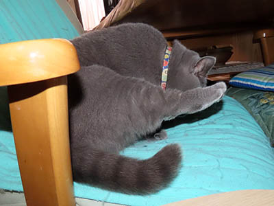 占い メール鑑定 ミーコ