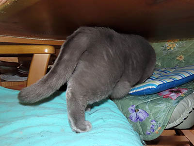 占い メール鑑定 ミーコ