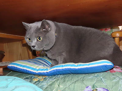 占い メール鑑定 ミーコ