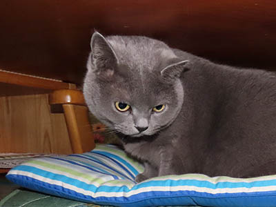 占い メール鑑定 ミーコ