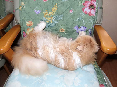 占い メール鑑定 ミーコ