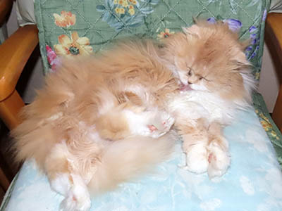 占い メール鑑定 ミーコ