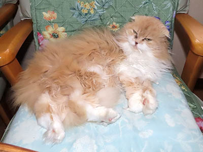 占い メール鑑定 ミーコ