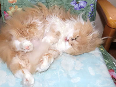 占い メール鑑定 ミーコ