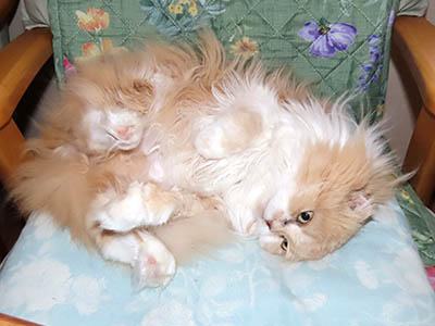 占い メール鑑定 ミーコ